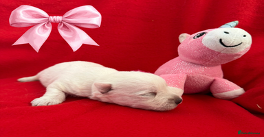 West Highland Terrier dogs KC West Highland Terriers 🧬 Health Tested Parents - Advert 3