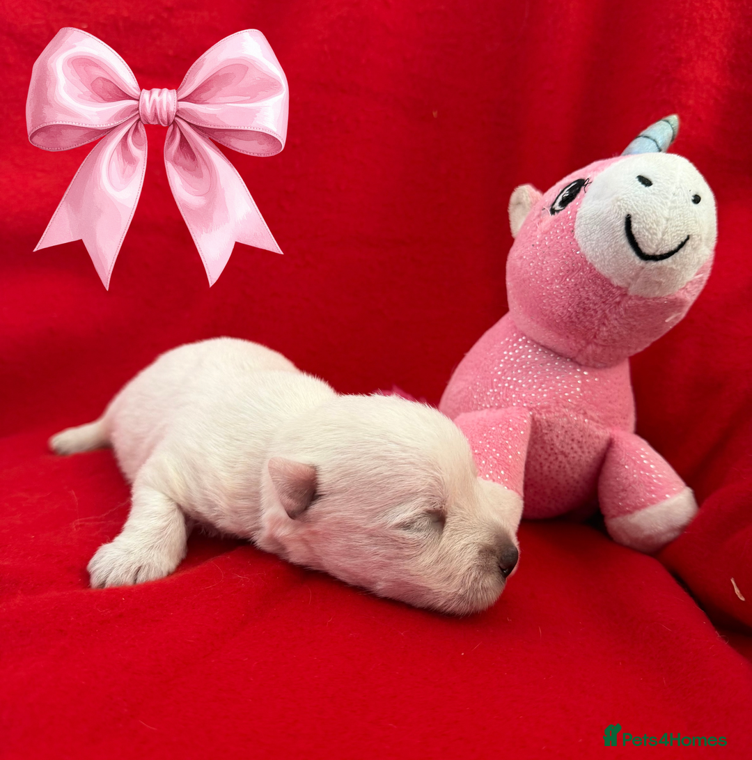 West Highland Terrier dogs for sale: KC West Highland Terriers 🧬 Health Tested Parents - Advert 5