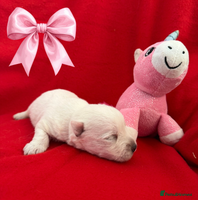 West Highland Terrier dogs KC West Highland Terriers 🧬 Health Tested Parents - Advert 1