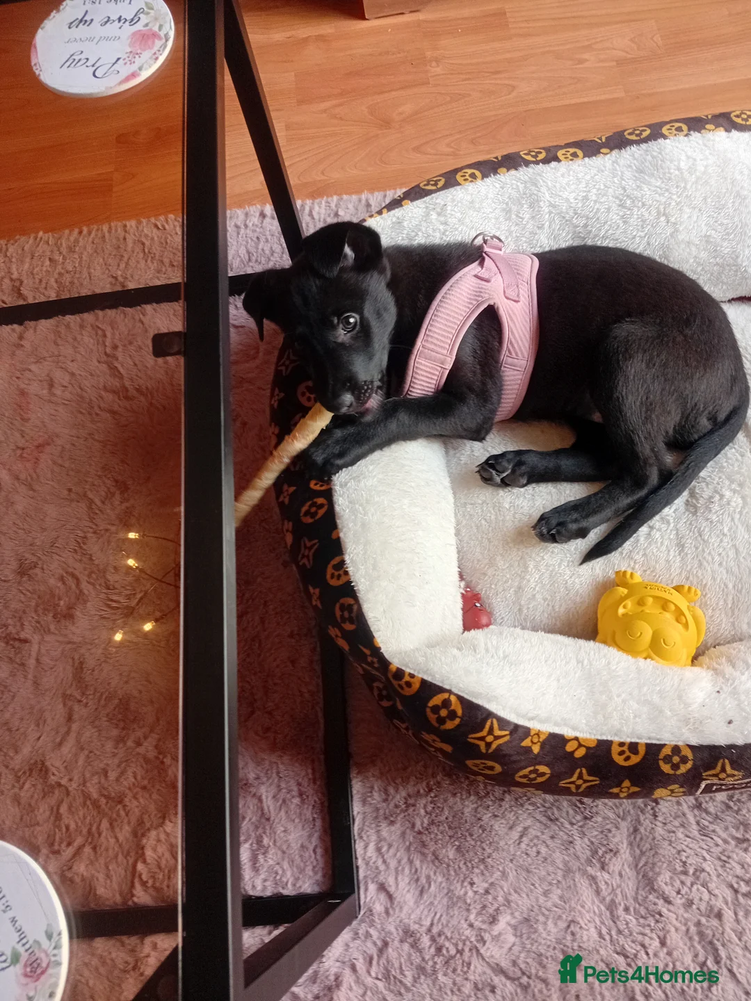 Mixed Breed dogs for sale: Belgian Shepherd cross 10 weeks old - Advert 1