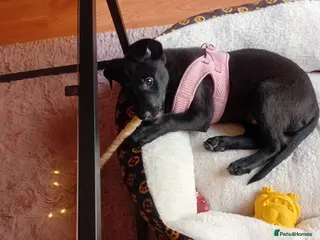 Mixed Breed dogs Belgian Shepherd cross 10 weeks old - Advert 1