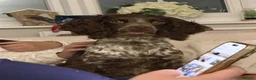 Cocker Spaniel dogs for sale: Cocker Spaniel Puppies in Middlesbrough - Advert 19