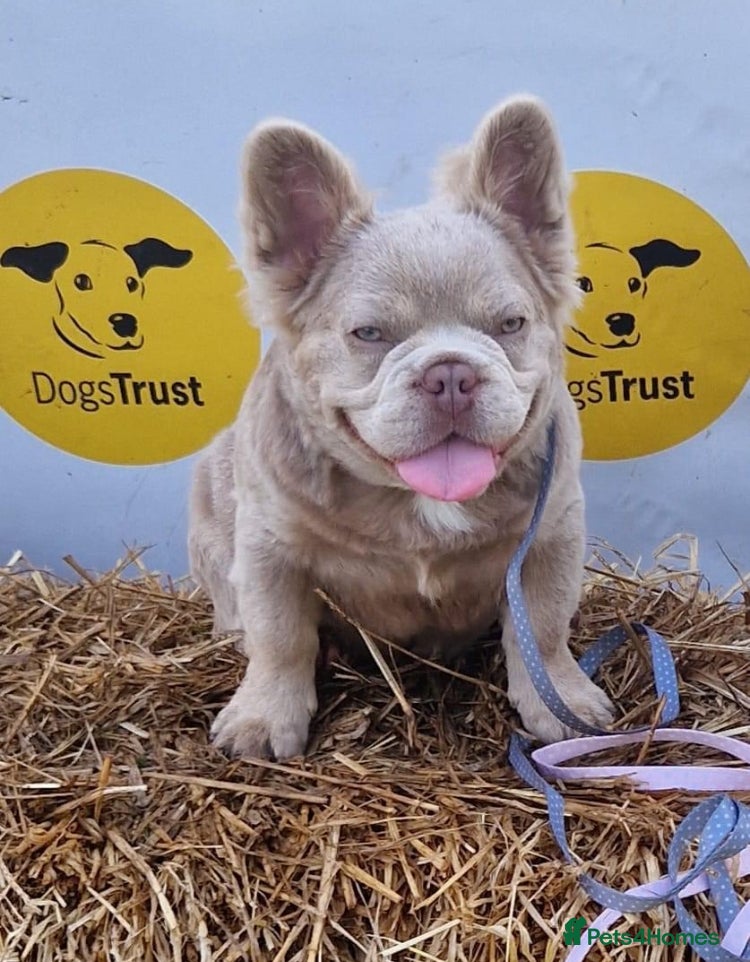 French Bulldog dogs ⭐️Bowser the fluffy stud⭐️ - Advert 24