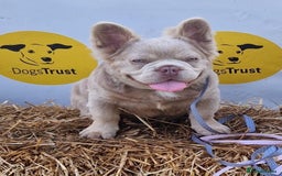 French Bulldog dogs for stud: ⭐️Bowser the fluffy stud⭐️ - Advert 1