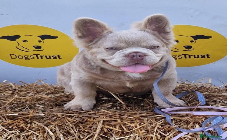 French Bulldog dogs ⭐️Bowser the fluffy stud⭐️ - Advert 1