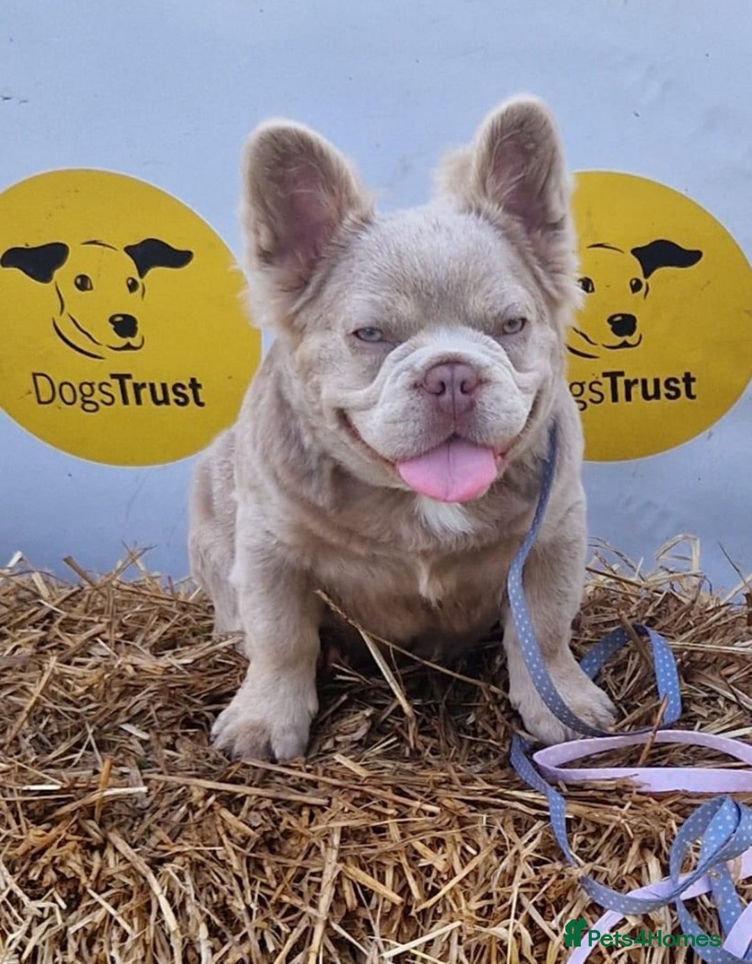 French Bulldog dogs for stud: ⭐️Bowser the fluffy stud⭐️ - Advert 1