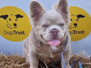 French Bulldog dogs ⭐️Bowser the fluffy stud⭐️ - Advert 1