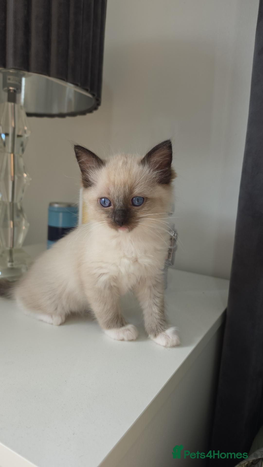Ragdoll cats Stunning ragdoll kittens - Advert 9