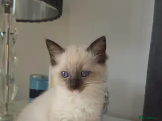 Ragdoll cats Stunning ragdoll kittens - Advert 9