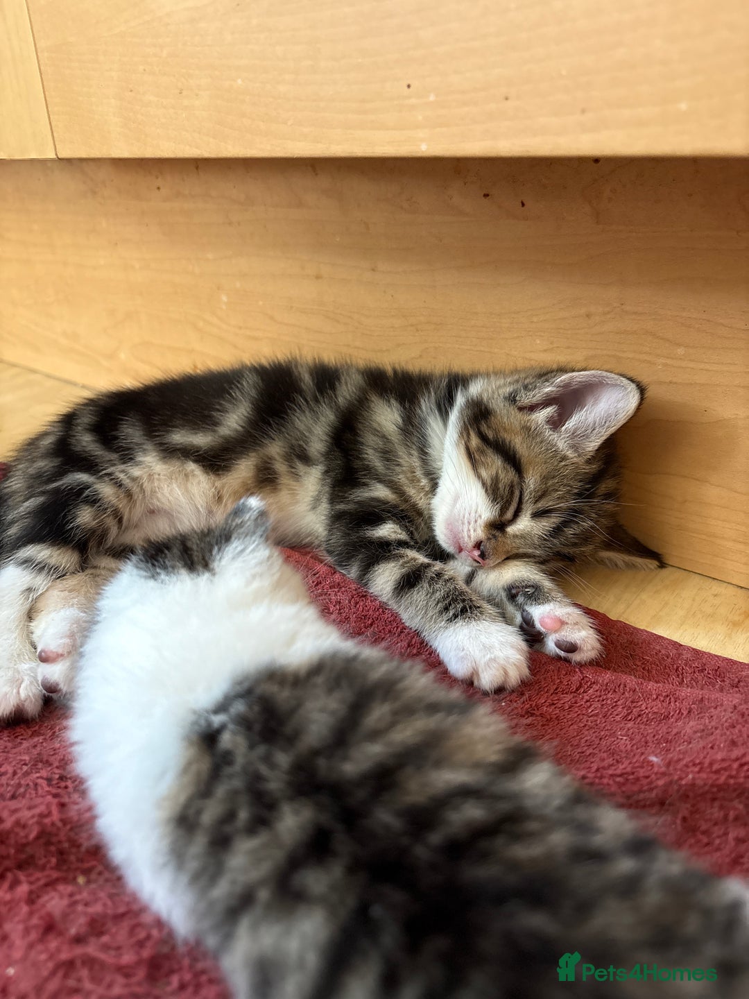 British Shorthair cats for sale: 11 SHORTHAIRED AND LONGHAIRED KITTENS - Image 26