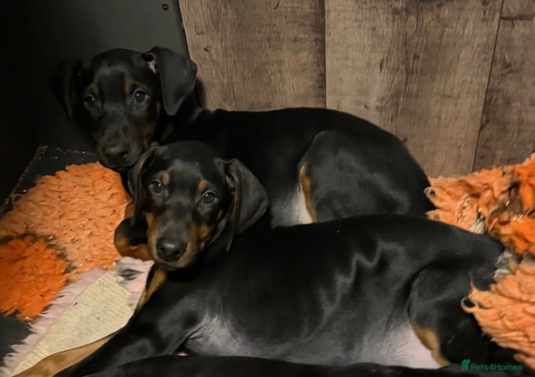 Dobermann dogs for sale: Doberman pups - Advert 2