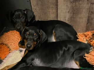 Dobermann dogs Doberman pups - Advert 5