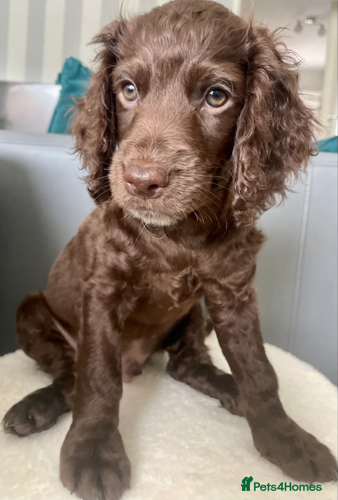 Cockapoo dogs for stud: TRICOLOUR F1 PROVEN ATAT CERTIFIED COCKAPOO STUD in Bromley - Advert 30