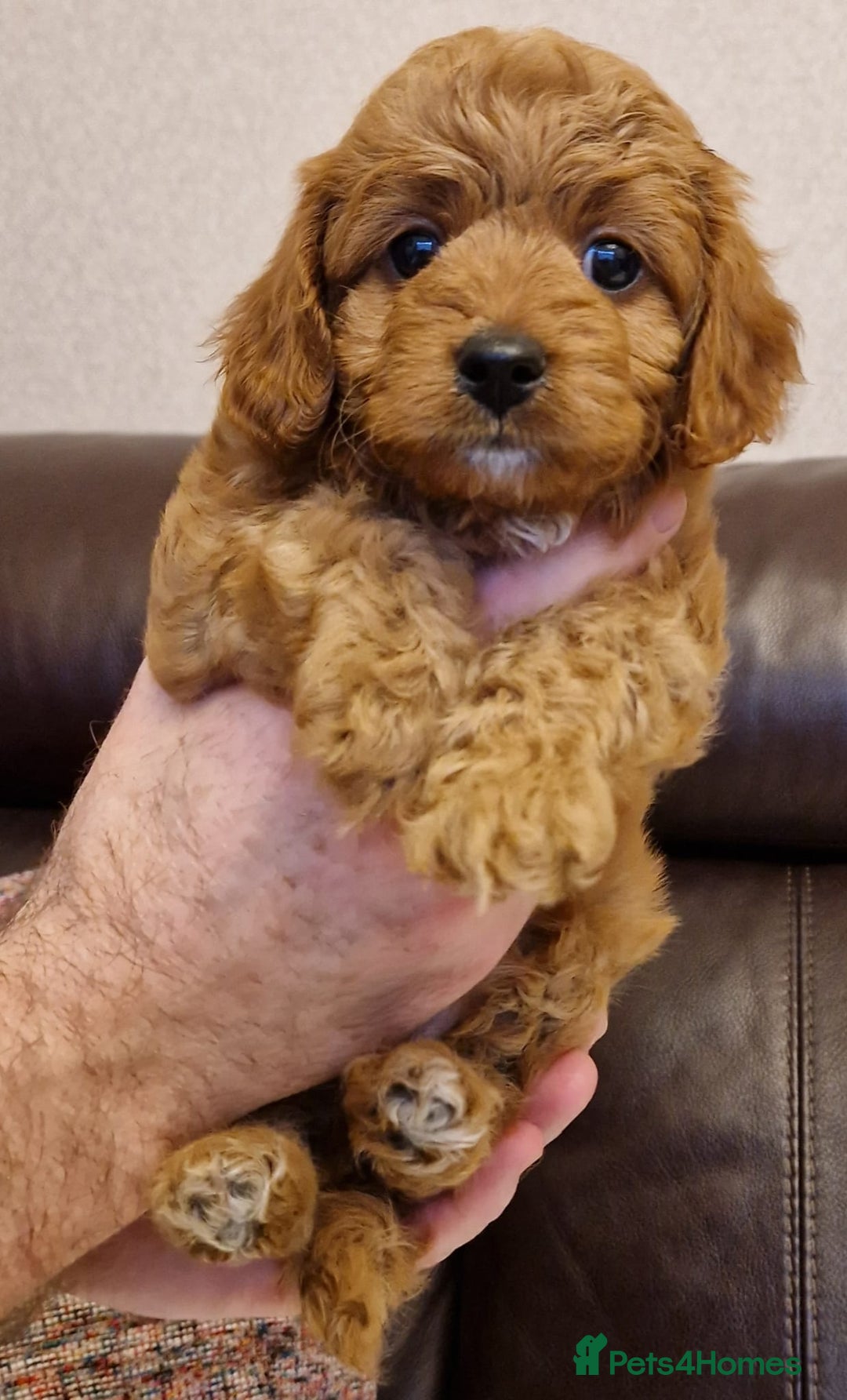 Cavachon dogs for sale: Beautiful Phantom, Sable and Red Cavapoochon Pups - Advert 16
