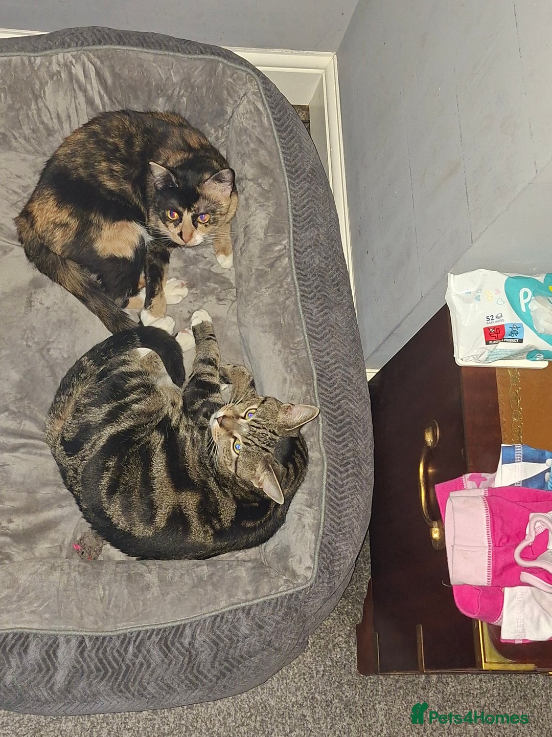 Domestic Shorthair cats for sale: Male and female - Advert 2