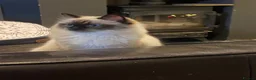 Ragdoll cats for sale: 1 Year Old Ragdoll Females- TICA registered - Advert 6