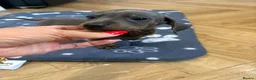 Dachshund dogs for sale: Dachshund Puppies - Advert 6