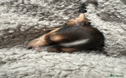 Chihuahua dogs for sale: sweet 9 week old male chihuahua  - Image 2