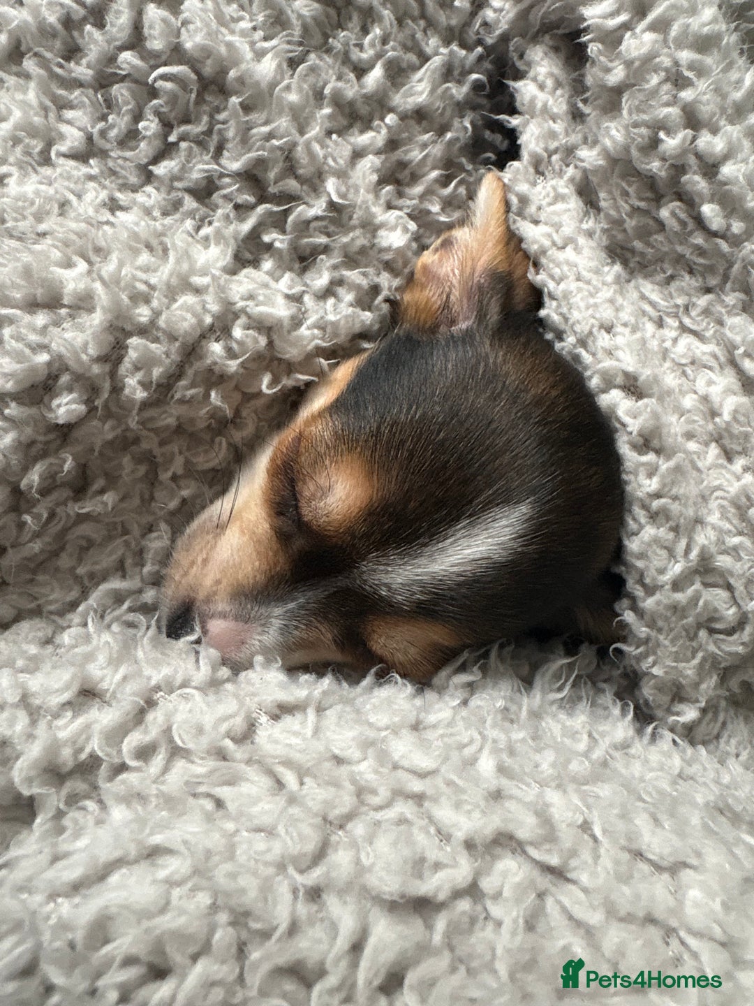 Chihuahua dogs for sale: sweet 9 week old male chihuahua  - Image 2