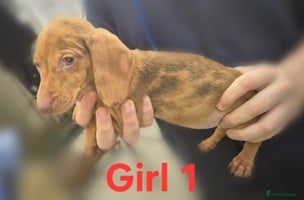 Miniature Dachshund dogs !!!Minature Dachshunds For Sale!!! - Advert 2