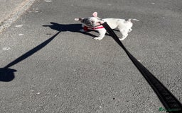 French Bulldog dogs for sale: Female French bulldog  - Image 3