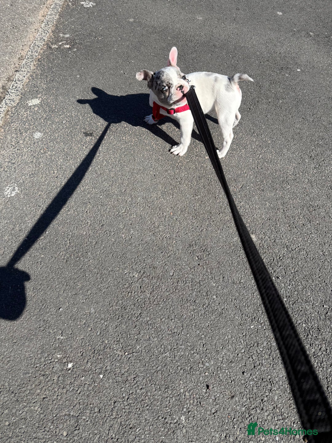 French Bulldog dogs for sale: Female French bulldog  - Image 3