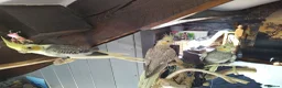 Cockatiels birds for sale: DNA sexed cockatiel hand tame and flight trained - Advert 12