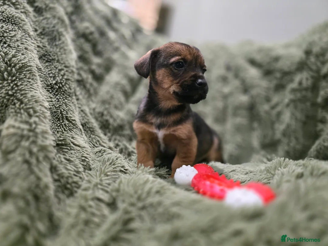 Mixed Breed dogs for sale: Puppies - Advert 7