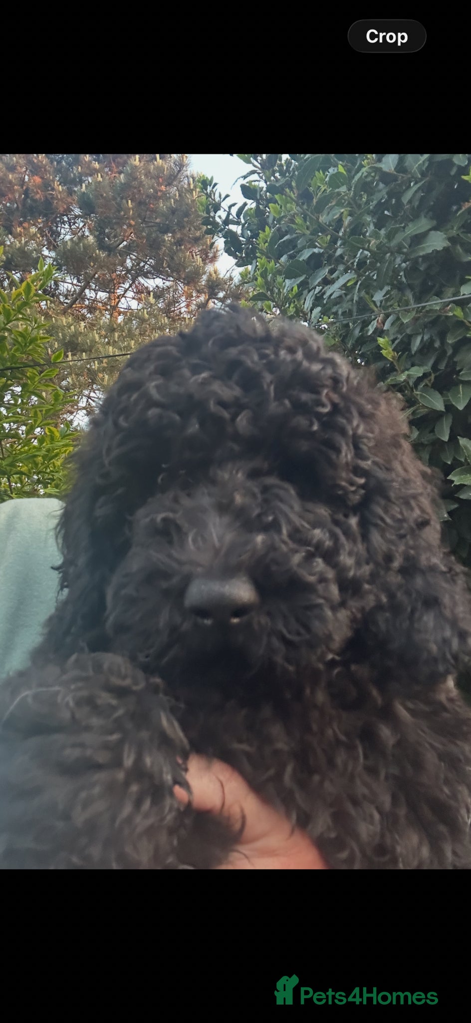 Goldendoodle dogs 2 Goldendoodle girls, health tested parents - Advert 5
