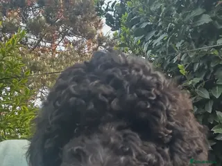 Goldendoodle dogs 2 Goldendoodle girls, health tested parents - Advert 5