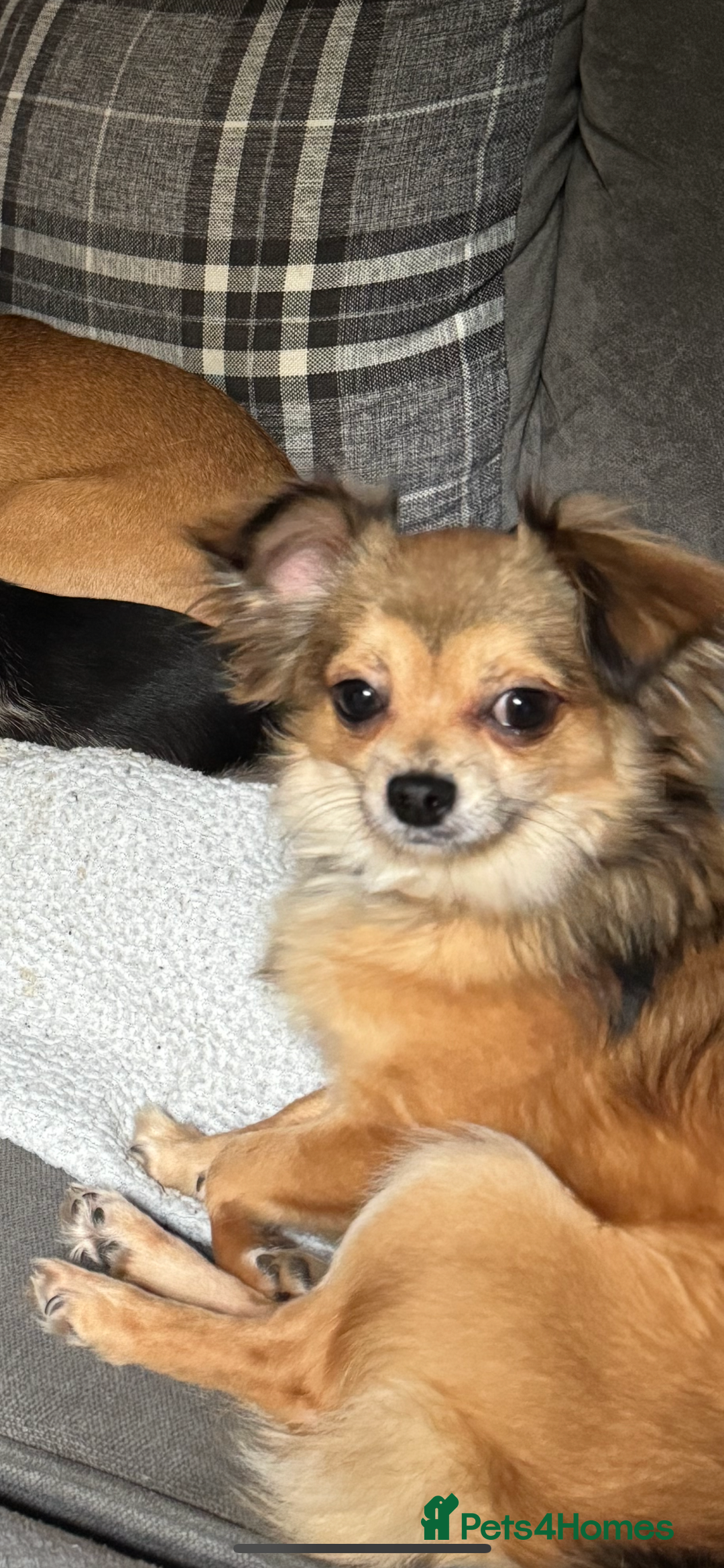 Chipoo dogs for sale: F1b Chipoo puppies - Image 16