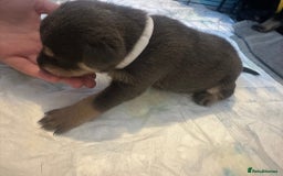 Mixed Breed dogs for sale: 8 beautiful pups, looking for forever home🐾 - Image 7