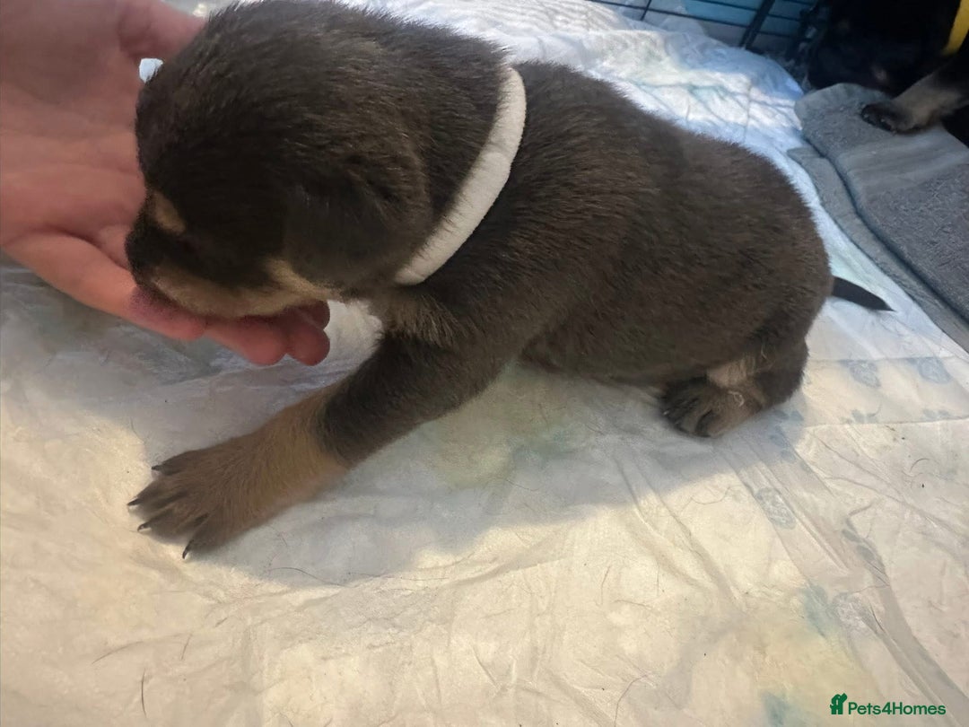 Mixed Breed dogs for sale: 8 beautiful pups, looking for forever home🐾 - Image 7