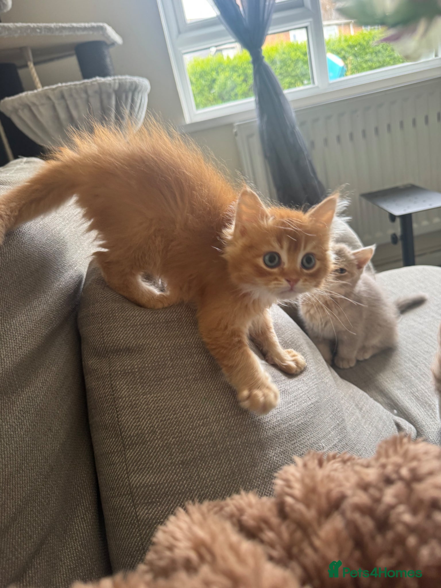 Mixed Breed cats  Exception F1 kittens ready now  - Advert 2
