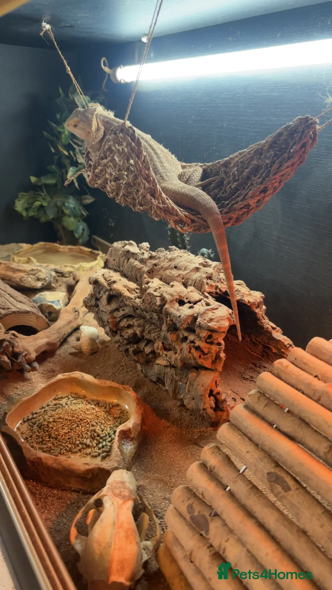 Bearded Dragon reptiles for sale: Bearded dragon for sale - Advert 5