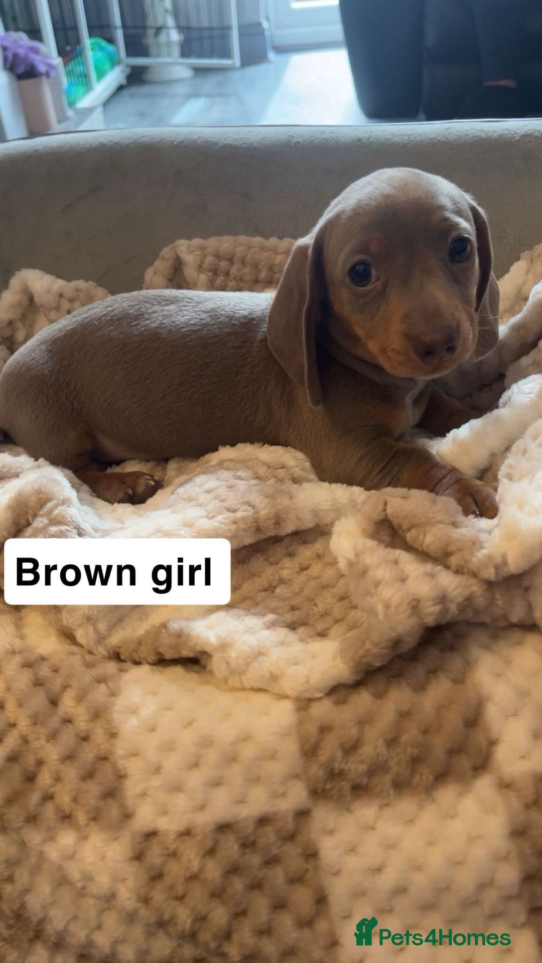 Dachshund dogs for sale: Dachshund puppies - Image 8
