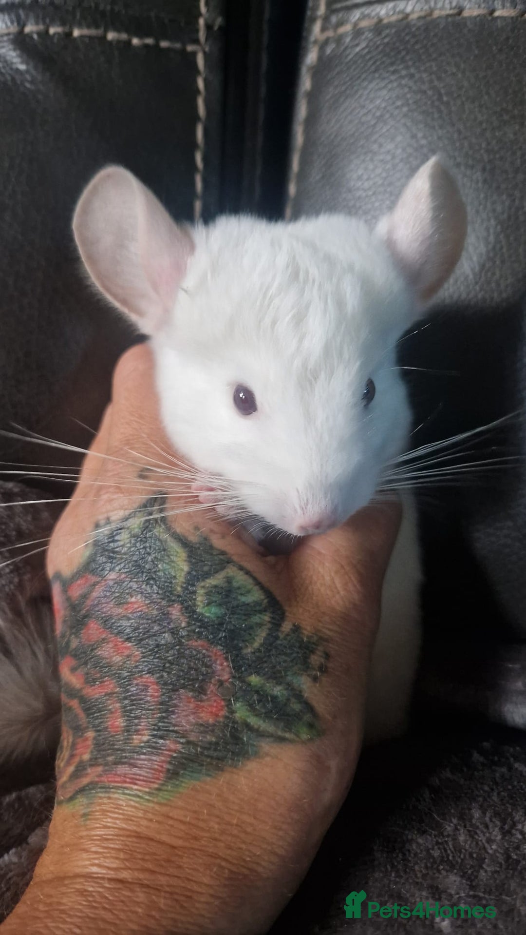 Chinchilla rodents for sale: Pink White albino chinchilla  - Image 3