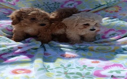 Cavapoo dogs for sale: Cavapoo puppy's  - Image 2