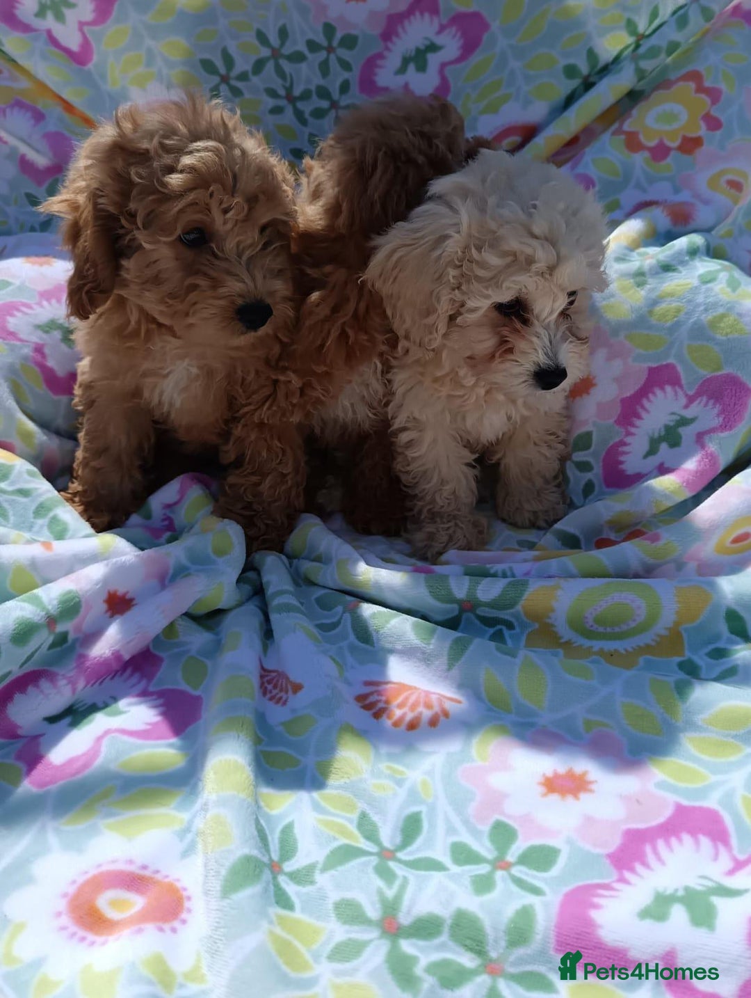 Cavapoo dogs for sale: Cavapoo puppy's  - Image 2