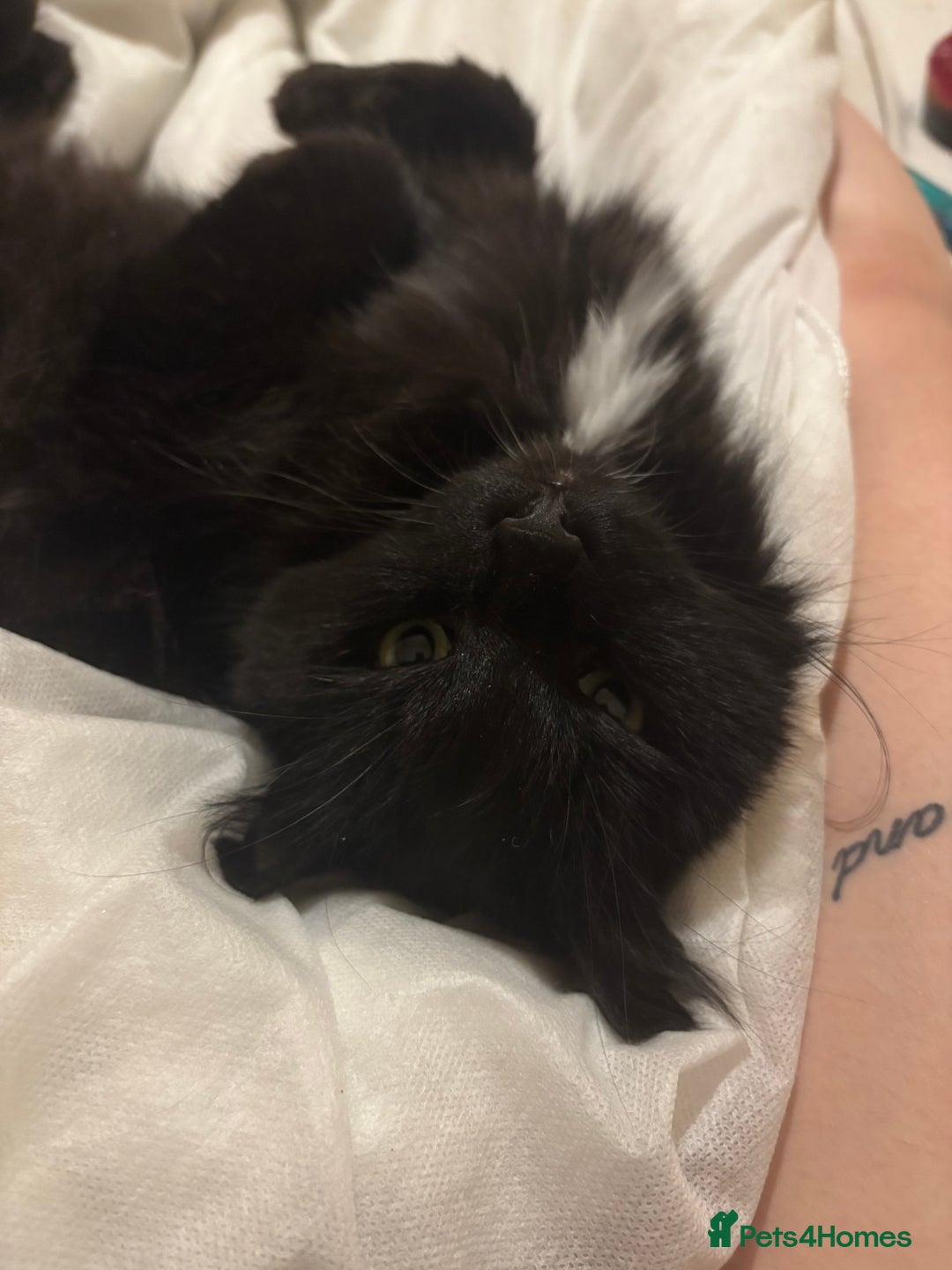 British Longhair cats for sale: reluctant to rehome - Advert 1