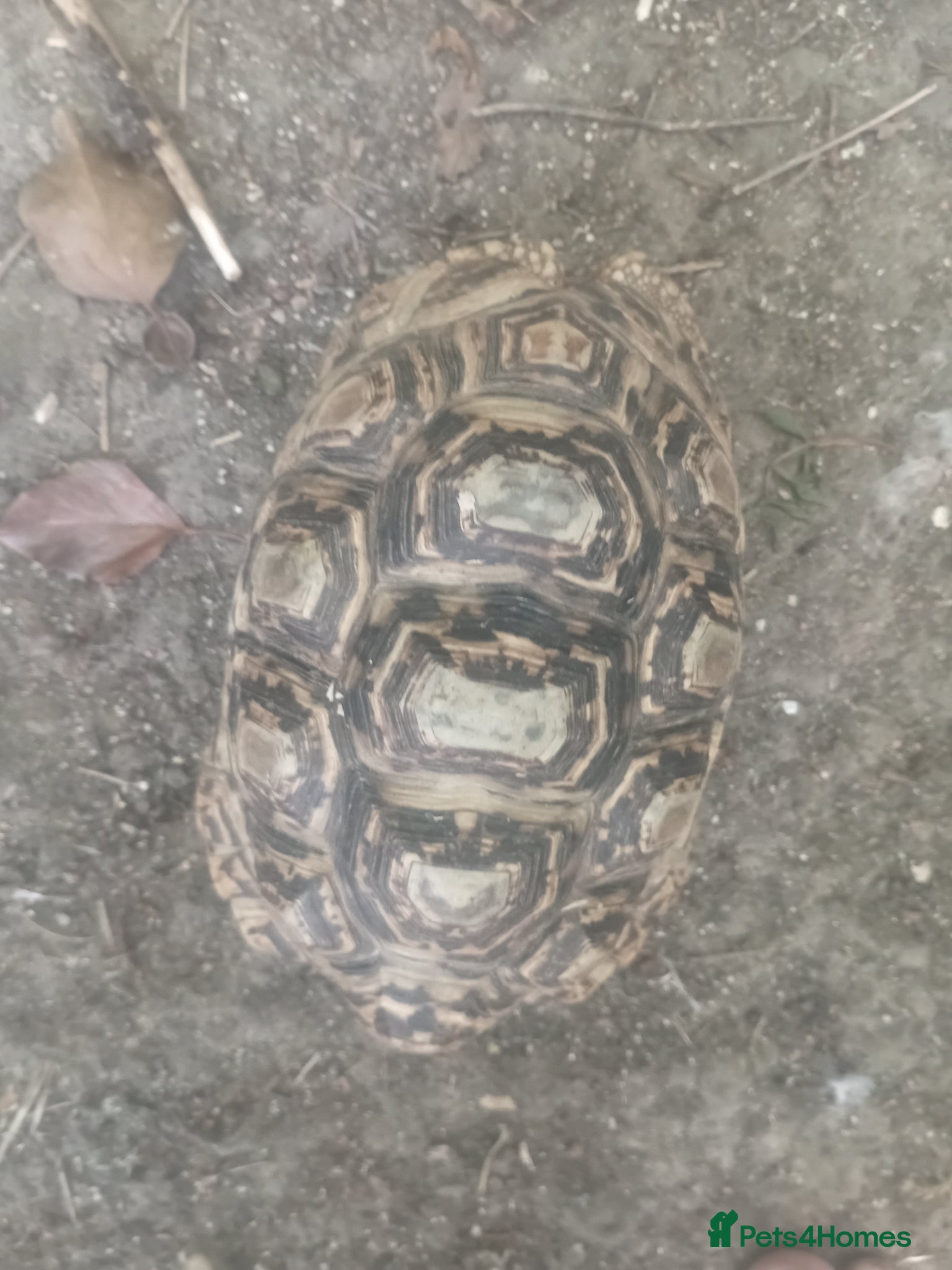 Tortoise reptiles Leopard male trortiose - Advert 7