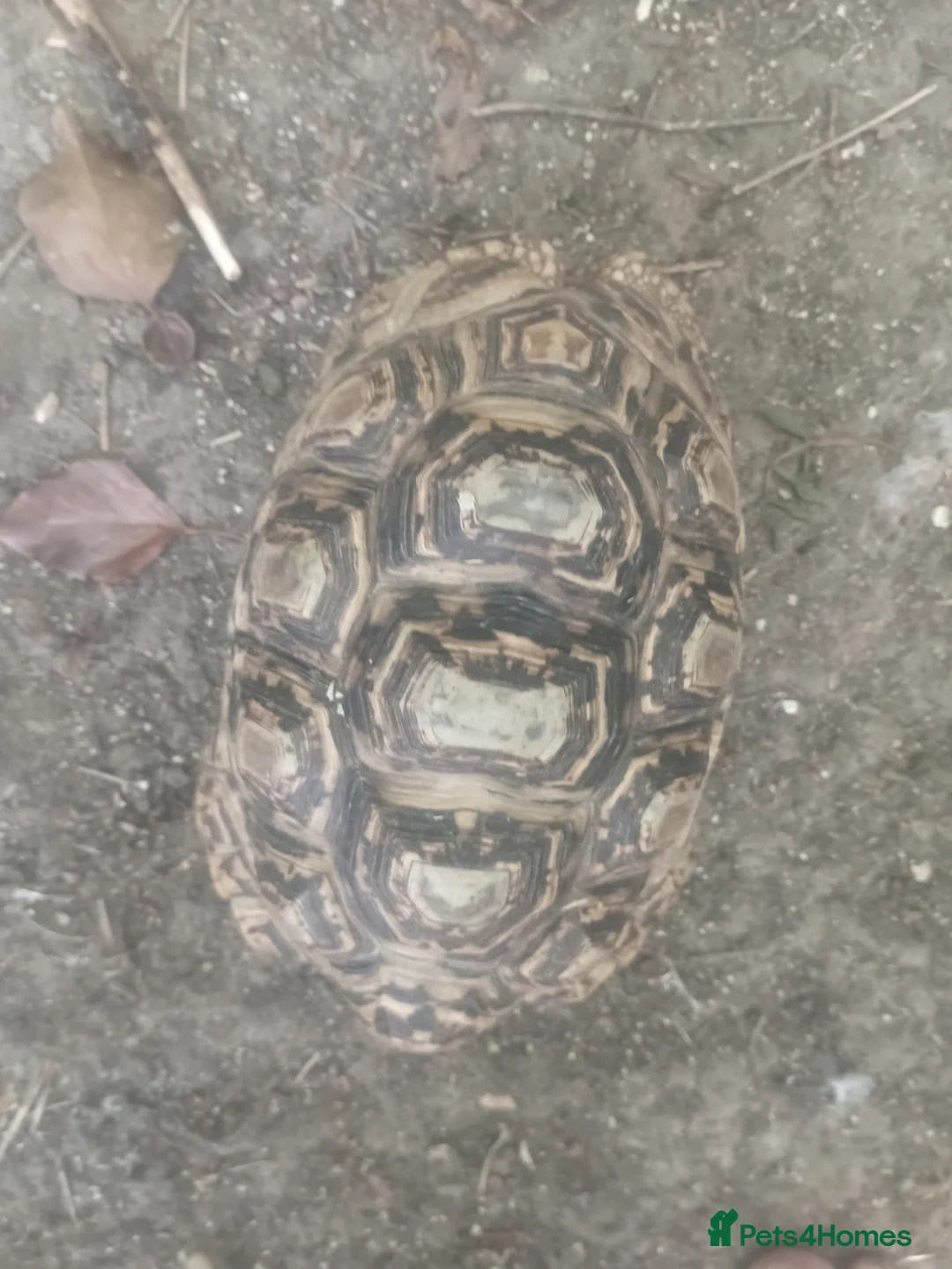 Tortoise reptiles for sale: Leopard male trortiose - Advert 1