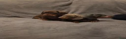 Dachshund dogs for sale: Dachshund puppies for sale in Houghton le Spring - Advert 6