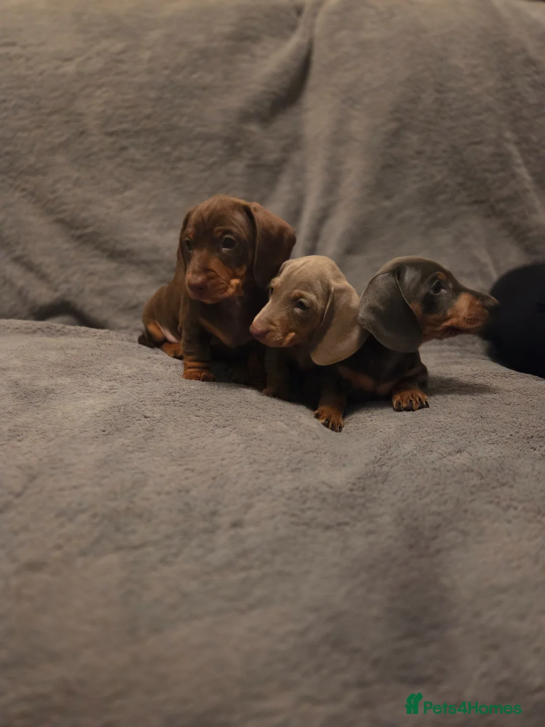 Dachshund dogs for sale: Dachshund puppies for sale in Houghton le Spring - Advert 6