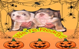 English Bulldog dogs for sale: Romeo & Juliet  - Image 1