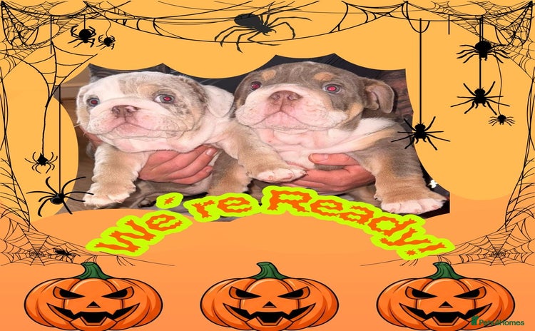 English Bulldog dogs - Advert 1