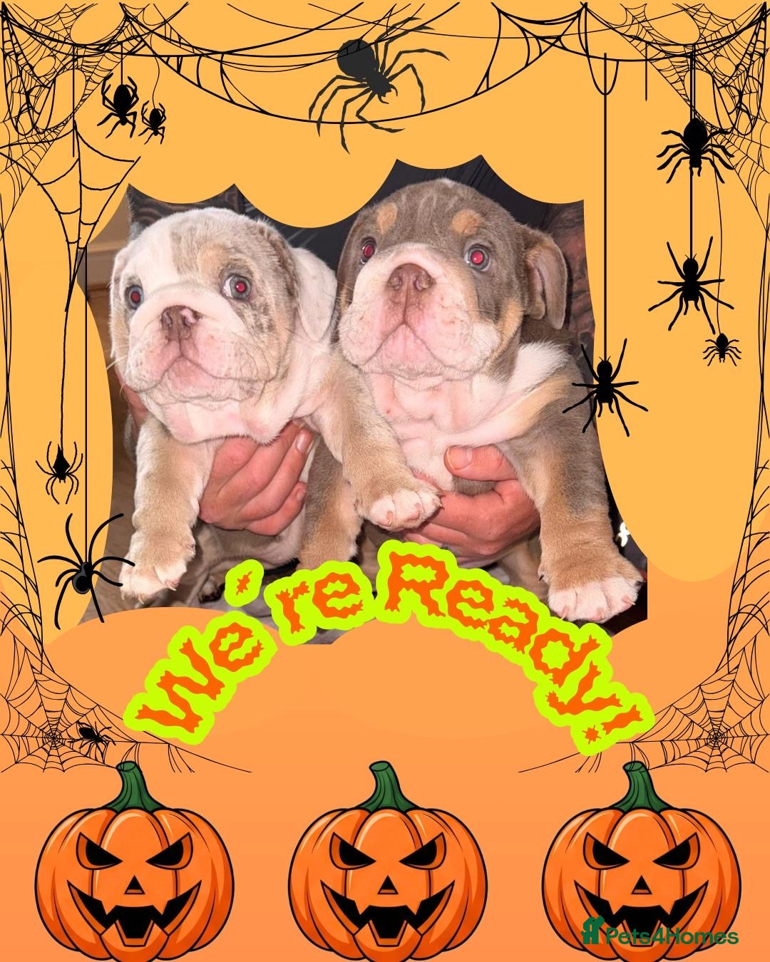 English Bulldog dogs for sale: Romeo & Juliet  - Image 1