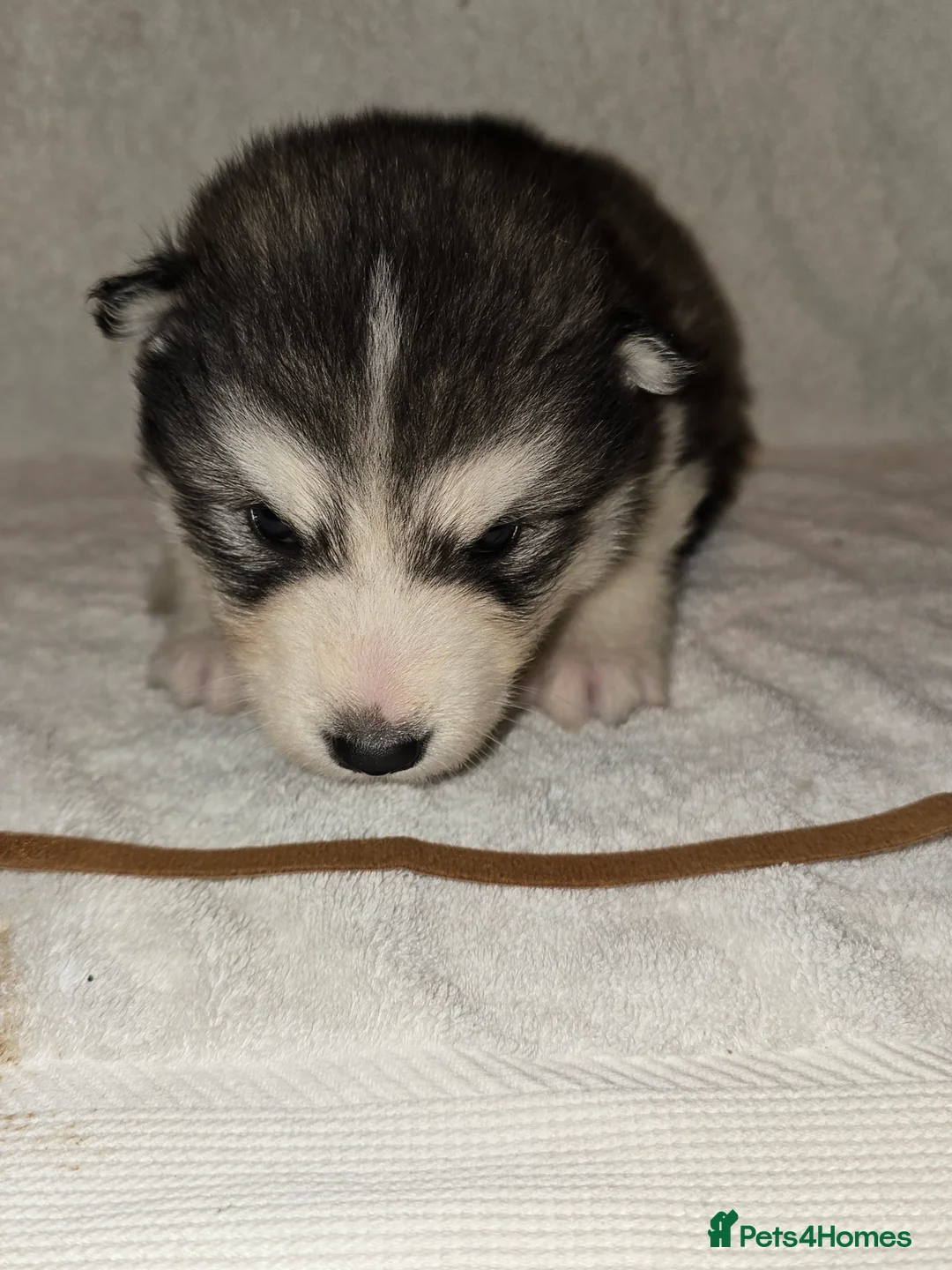 Alaskan Malamute dogs for sale: Pure Alaskan Malamute - Advert 10