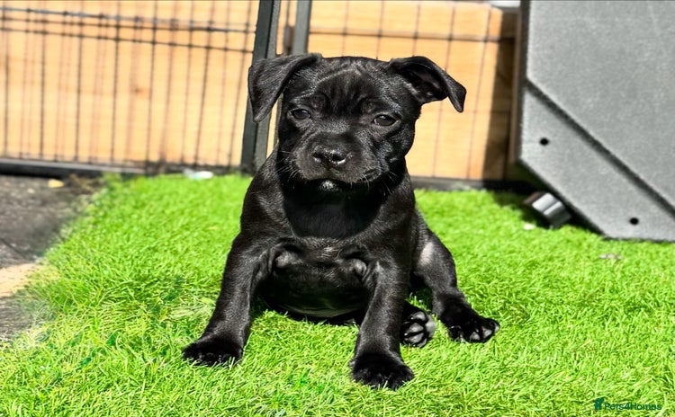 Staffordshire Bull Terrier dogs - Advert 1
