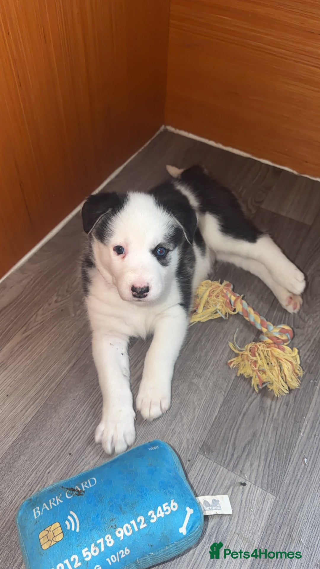 Siberian Husky dogs for sale: Husky Puppies – Ready 22/12/25 🐾  - Advert 15